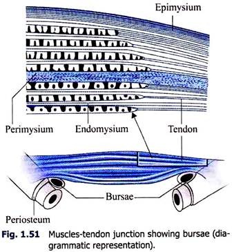 Muscles-Tendon Junction Showing Bursae