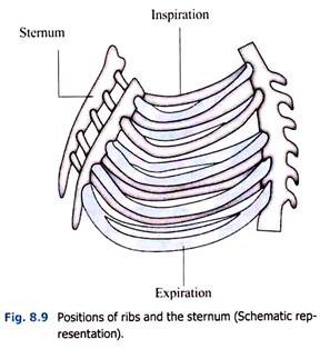 Positions of Ribs and the Sternum