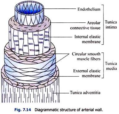 Diagrammatic Structure of Arterial Wall