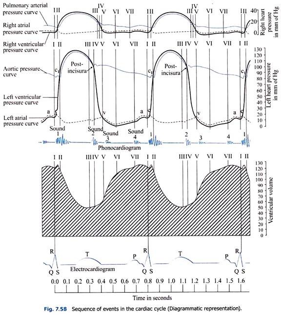 Sequence of Events in the Cardiac Cycle