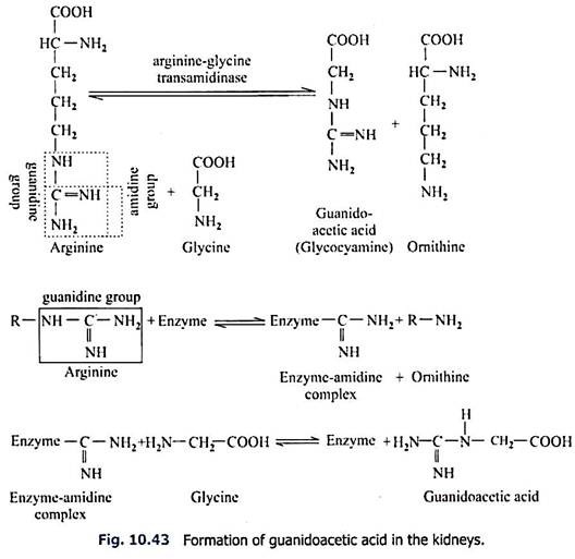 Formation of Guanidoacetic Acid in the Kidneys