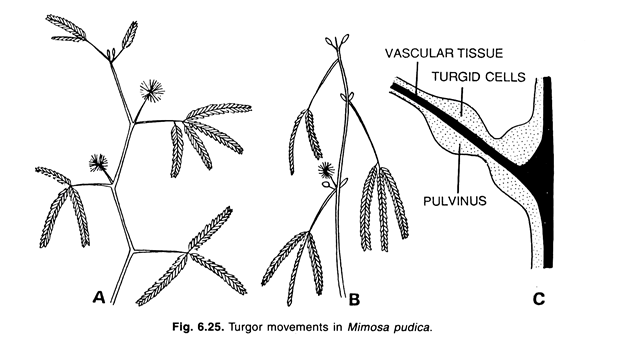 Structure of an Immunoglobulin Molecule