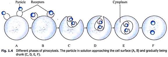 Different Phases of Pinocytosis