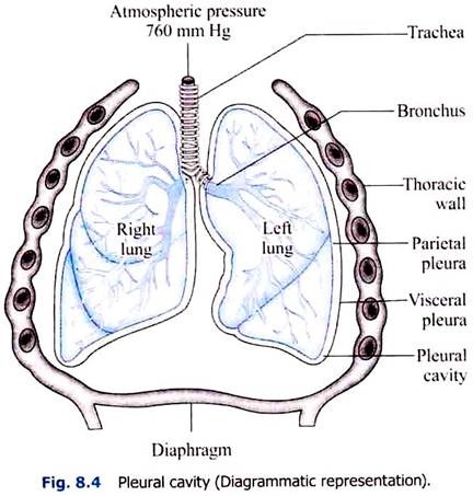 Pleural Cavity