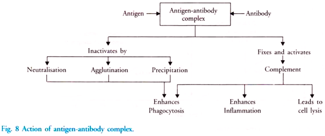 Action of Antigen-Antibody Complex