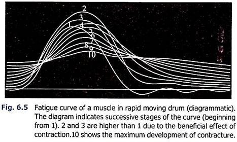 Fatigue Curve of a Muscle in Rapid Moving Drum