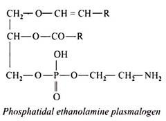 Phosphatidal Ethanolamine Plasmalogen