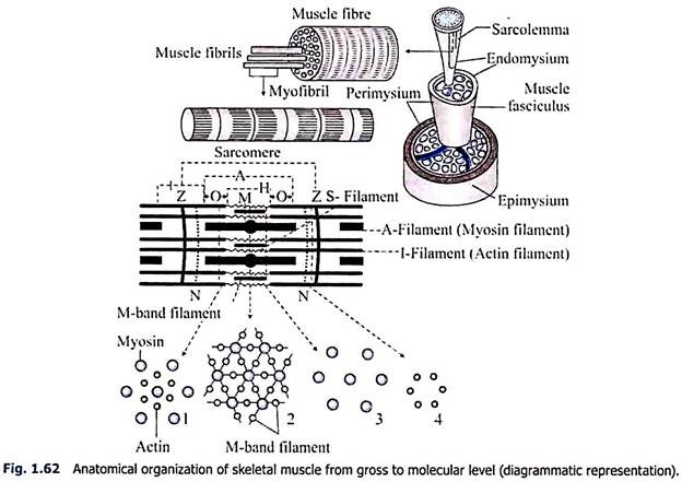 Anatomical Organisation of Skeletal Muscle from Gross to Molecular Level (Diagrammatic Representation)