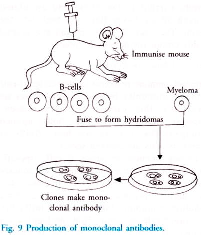 Production of Monoclonal Antibodies