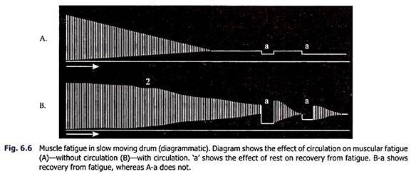 Muscle Fatigue in Slow Moving Drum