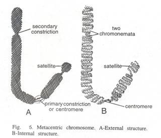 Minute Structures of Actin and Myosin Filaments