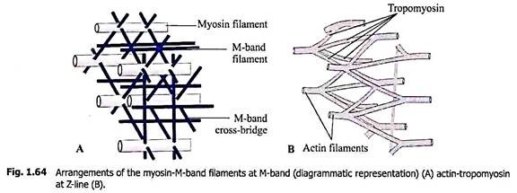 Arrangements of the Myosin-M-Band Filaments at M-Band