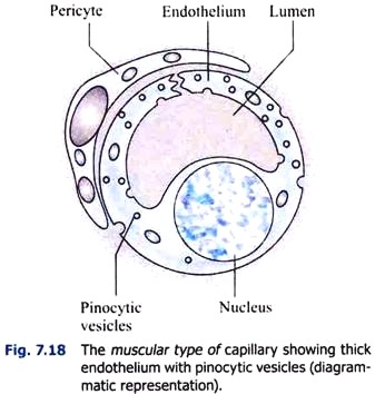 Muscular Type of Capillary