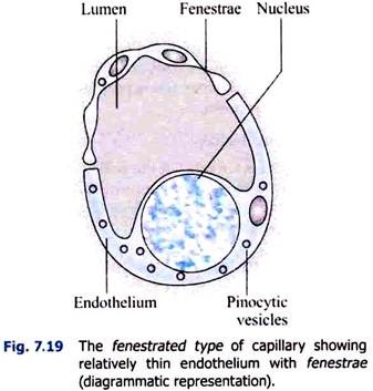 Fenestrated Type of Capillary