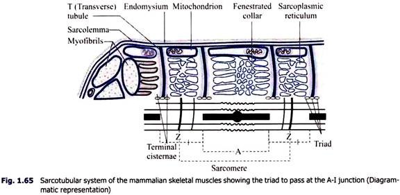 Sarcotubular System of the Mammalian Skeletal Muscles