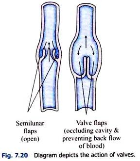 Depicts the Action of Valves