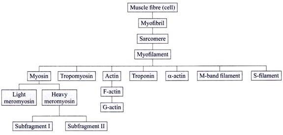 Micro-Anatomical Organization of the Muscle Fibre