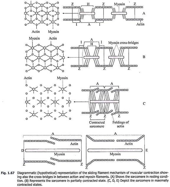 Sliding Filament Mechanism of Muscular Contraction