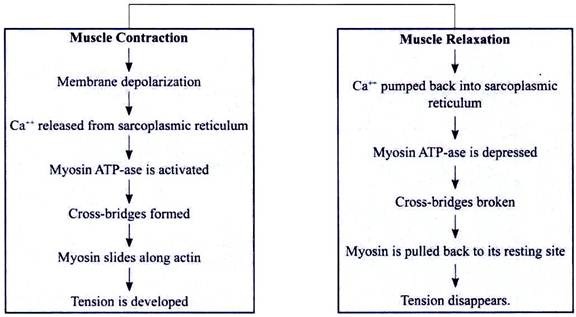 Muscle Contraction and Relaxation